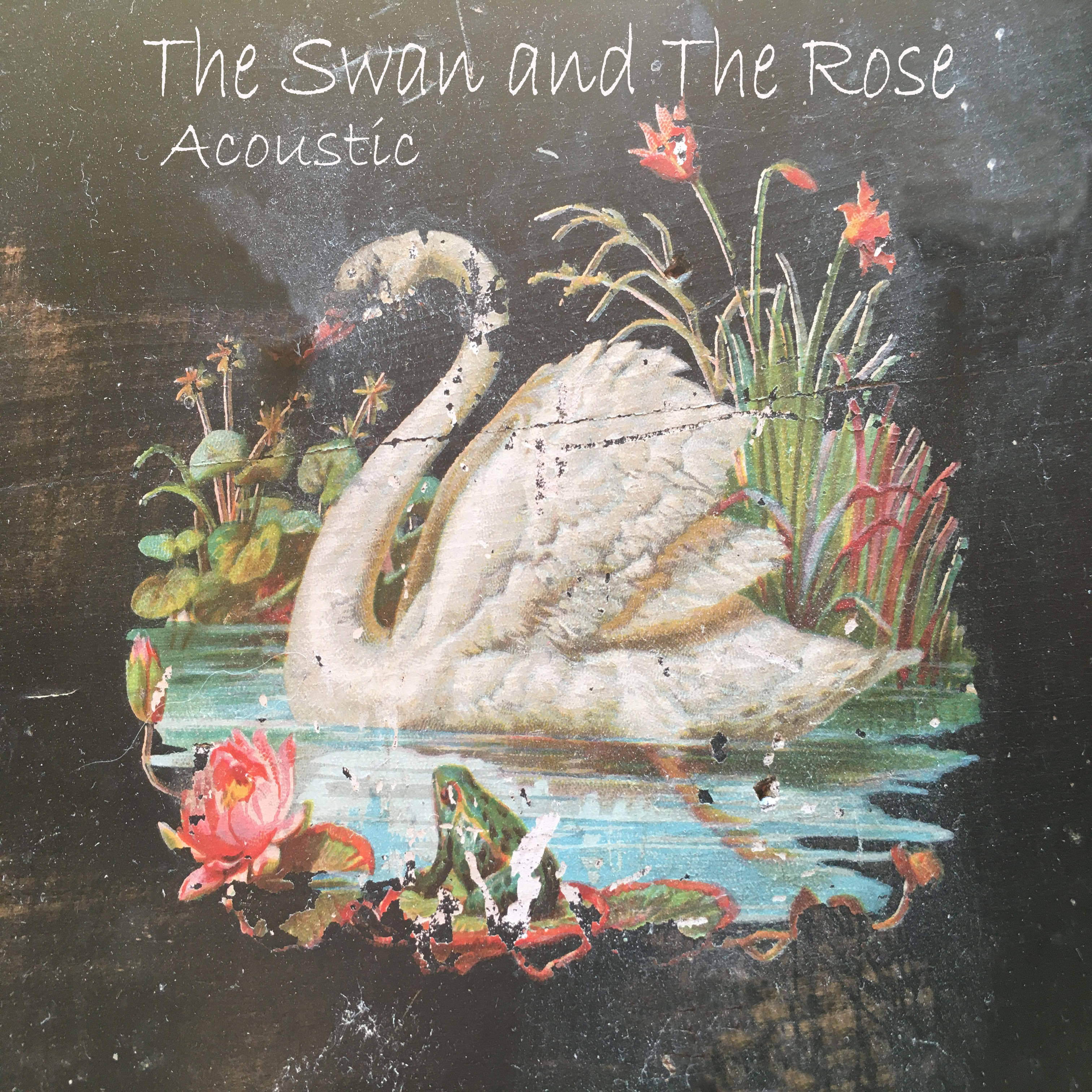 The swan sqare2